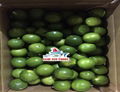 HIGH QUALITY SEEDLESS LIME 3