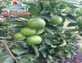 HIGH QUALITY SEEDLESS LIME 4