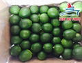 HIGH QUALITY SEEDLESS LIME 5