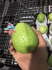 FRESH GUAVA FROM VIETNAM