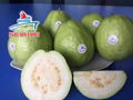 FRESH GUAVA FROM VIETNAM 2