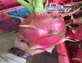 DRAGON FRUIT LOWEST PRICE