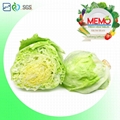 fresh iceberg lettuce 2
