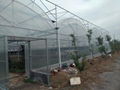 greenhouse 1