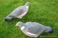 Pigeon Shell Decoys 1