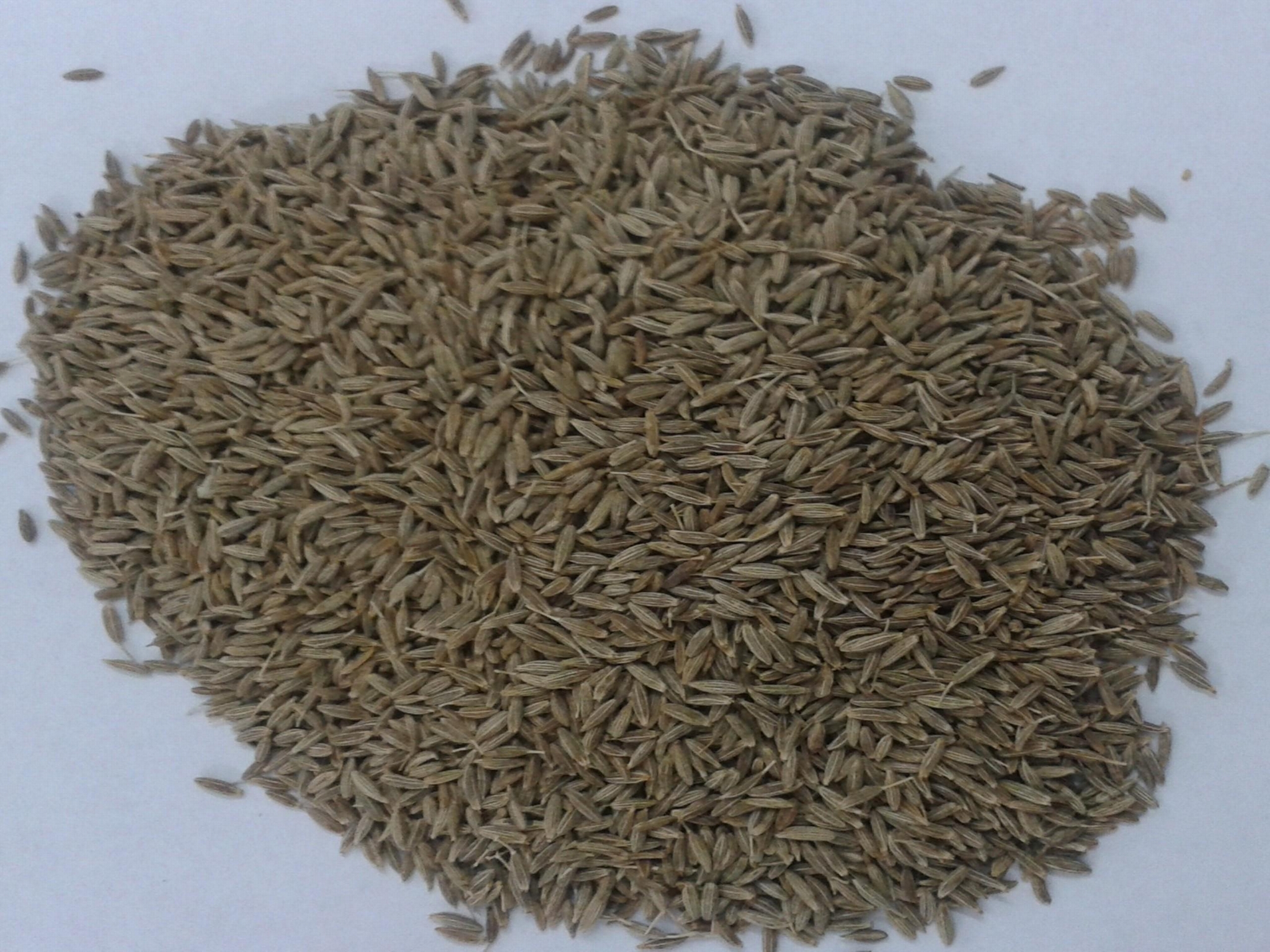 Cumin Seeds (India Services or Others) Spices Seasonings Processed