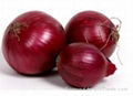 Red Onion 2