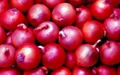 Red Onion 1