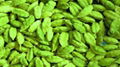 Cardamom