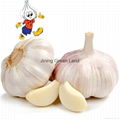 High Quality Fresh Normal White Galic Purple Garlic Red Garlic 1