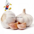 High Quality Fresh Normal White Galic Purple Garlic Red Garlic 3