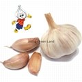 High Quality Fresh Normal White Galic Purple Garlic Red Garlic 4