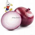 Fresh red & yellow onion from china 1