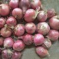 Fresh red & yellow onion from china 3