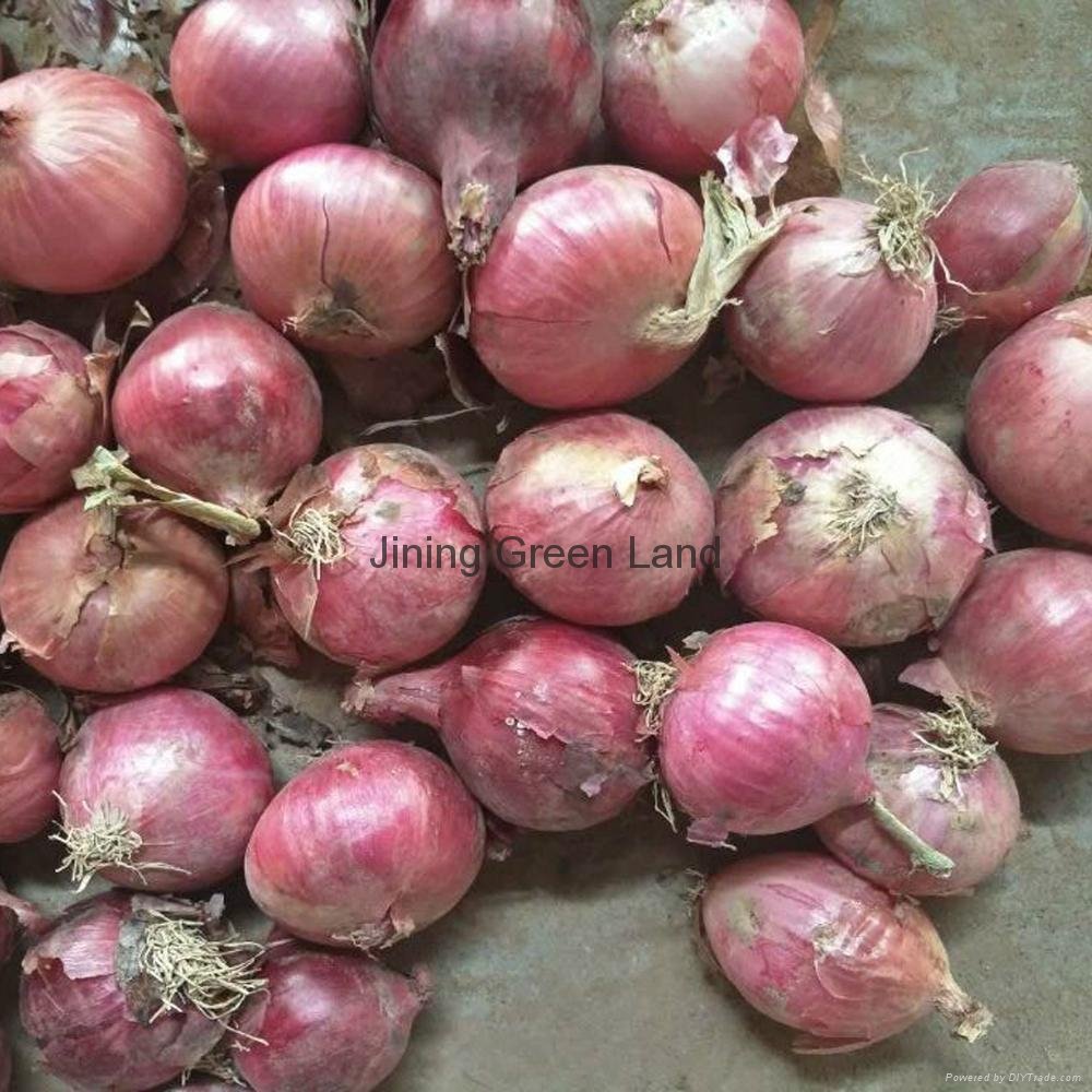 Fresh red & yellow onion from china 4