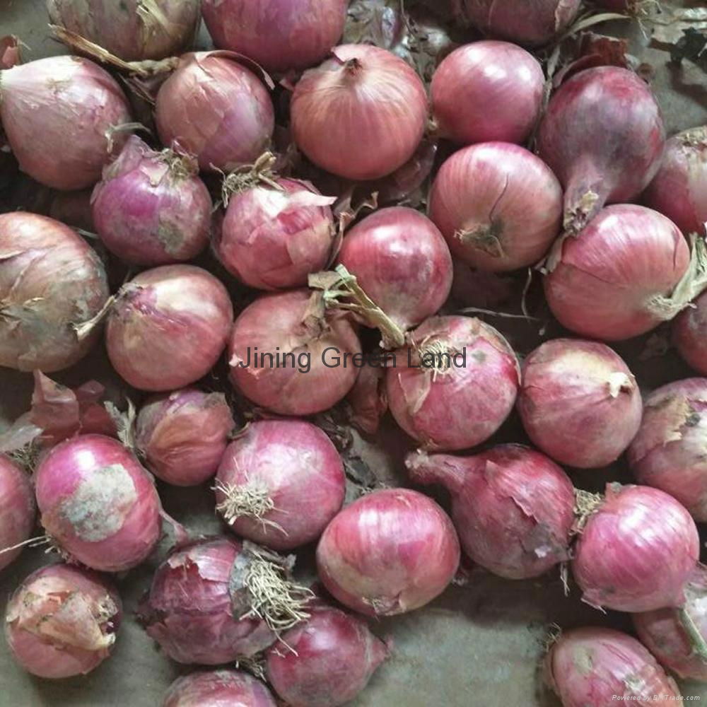 Fresh red & yellow onion from china 5