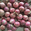 Fresh red & yellow onion from china 5