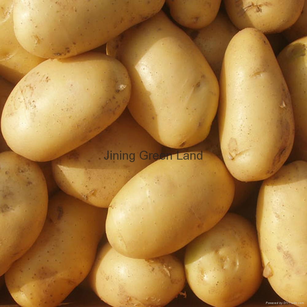 Holland potato