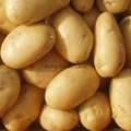 Fresh Holland Potatoes from China with