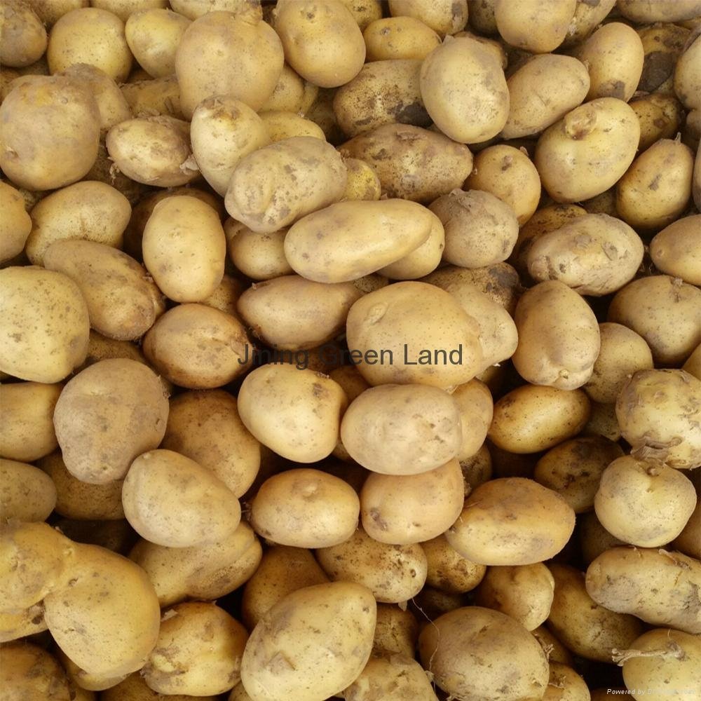 Fresh Holland Potatoes from China with low price 3