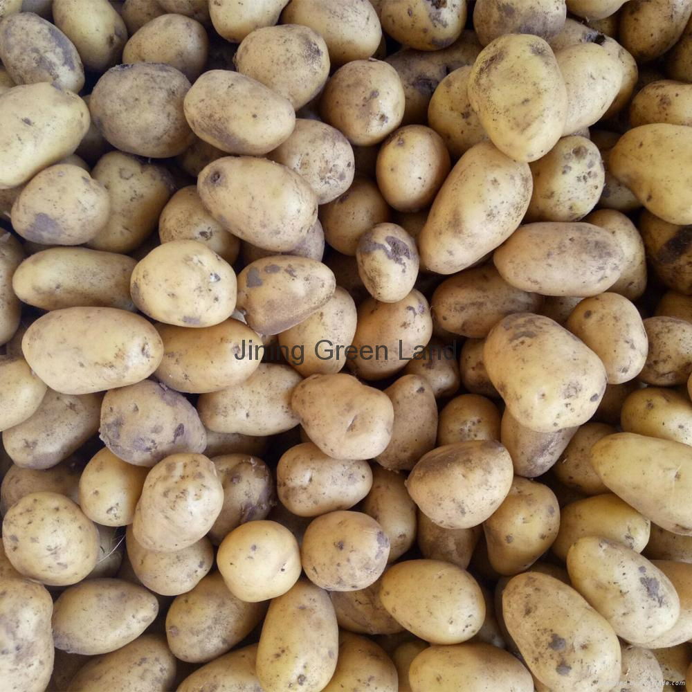 Fresh Holland Potatoes from China with low price 4