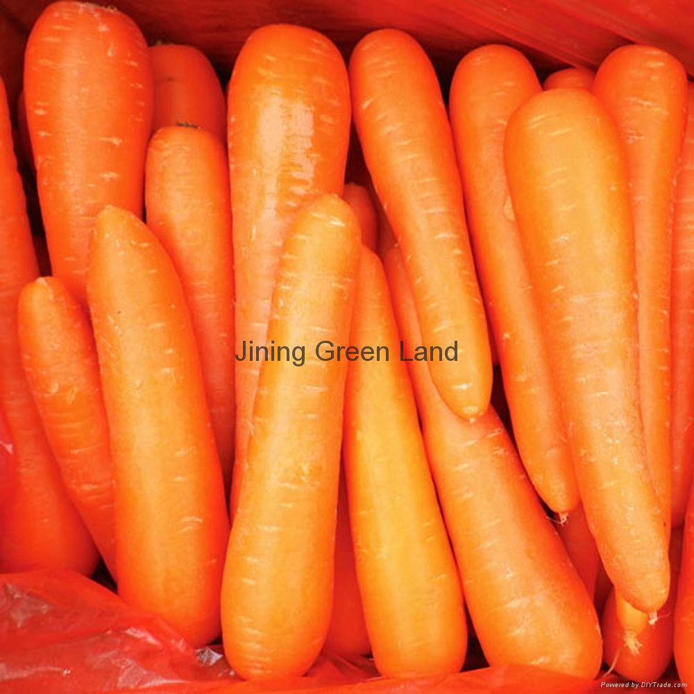 fresh carrots from china