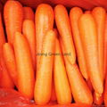fresh carrots from china