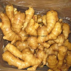 fresh ginger half dried ginger packed in mesh bag or pvc box from china