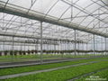 film multi span greenhouse 3