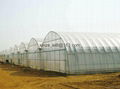 film multi span greenhouse 4