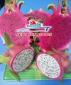 FRESH DRAGON FRUIT  1