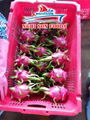 FRESH DRAGON FRUIT  4