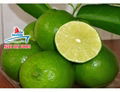 FRESH LIME