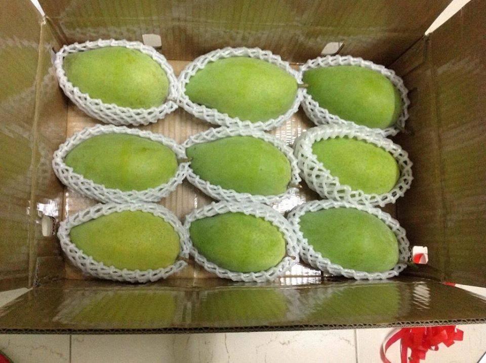 Viet Nam Fresh Mango Natural and Best Price