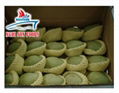 Viet Nam Fresh Mango Natural and Best Price 4