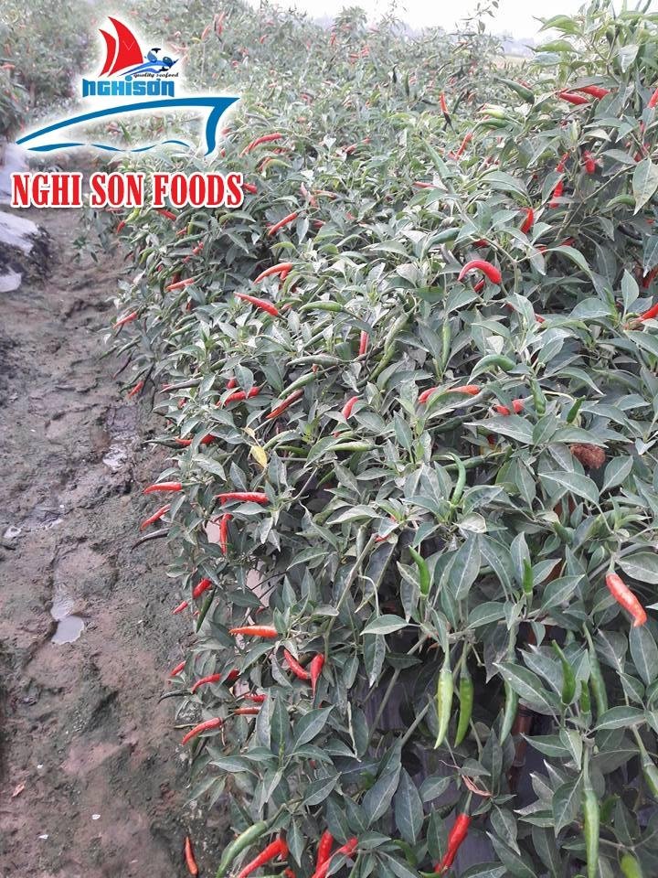 Vietnamese Fresh Chilli for Sale - Premium Quality. 3