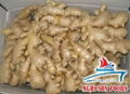 Fresh Young Ginger For Sale From Viet Nam  2