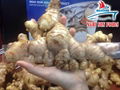 Fresh Young Ginger For Sale From Viet Nam  4