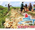 Fresh Young Ginger For Sale From Viet Nam  5