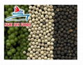 Vietnamese Black Pepper Supplier- 500 gr/l, 550 gr/l, 600 gr/l 1