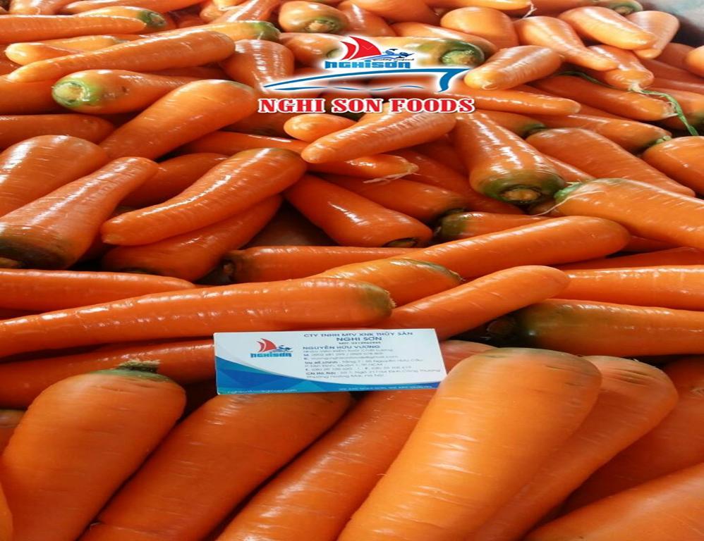 Fresh Orange Carrot from Viet Nam –High Quality-Wholesale Price. 4