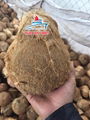 Vietnamese Semi Coconut Supplier Premium Price. 2