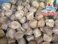 Vietnamese Semi Coconut Supplier Premium Price. 3