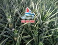 VIET NAM FRESH PINEAPPLE (QUEEN,