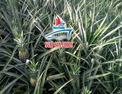 VIET NAM FRESH PINEAPPLE (QUEEN, CAYENNE)