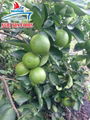 Seedless Fresh Lime from Viet Nam