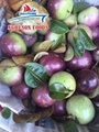 Viet Nam Common Cultivation Fresh Passion Fruit 2
