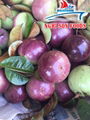 Viet Nam Common Cultivation Fresh Passion Fruit 3