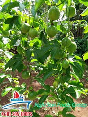 Viet Nam Common Cultivation Fresh Passion Fruit