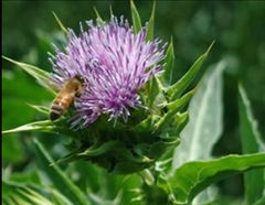 Milk Thistle Seed Extract